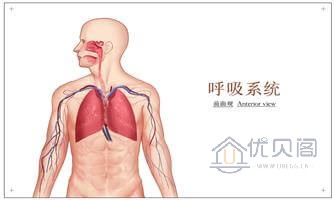 呼吸系統(tǒng)-20230202