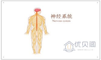 神經系統(tǒng)-20230202